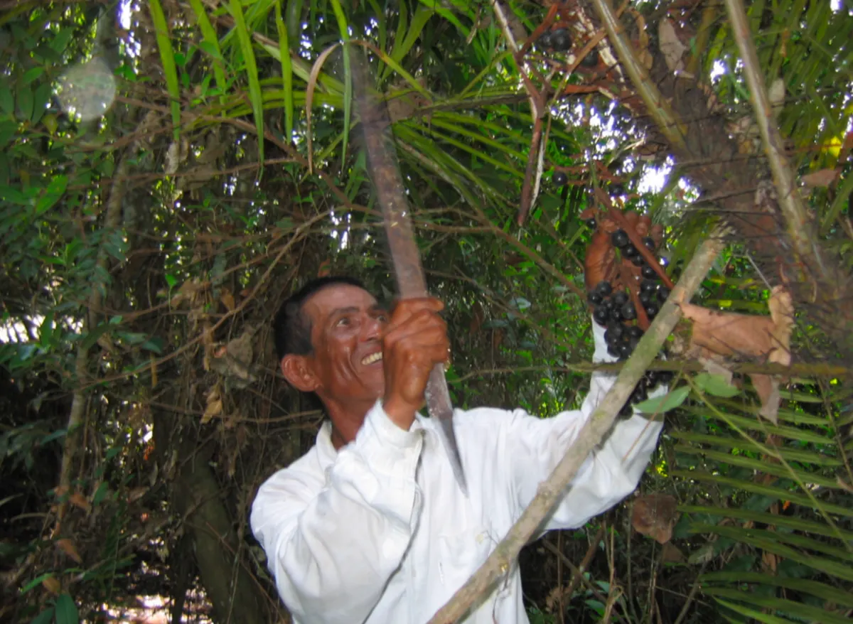 A Crimson Gift from the Rainforest