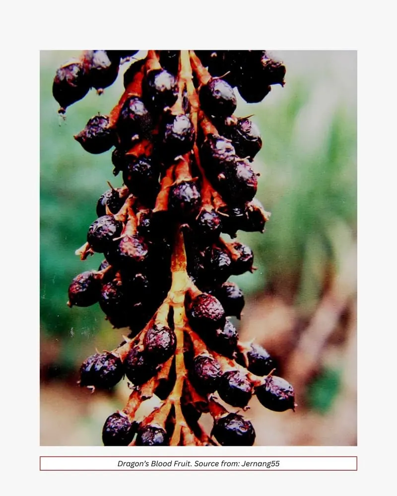 Dragon’s Blood fruit on the vine