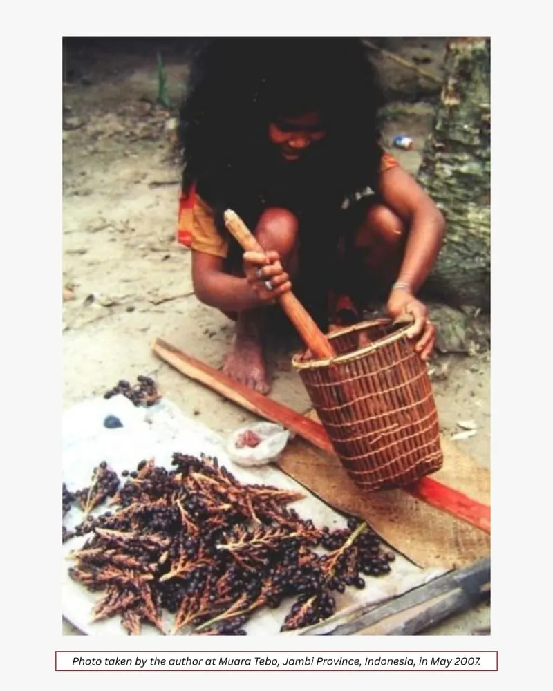 Traditional processing of Dragon's Blood
