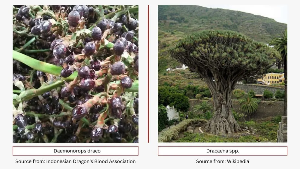 Daemonorops draco vs Dracaena spp.