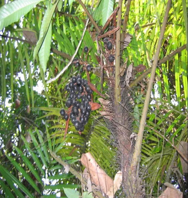 Dragon's blood fruit